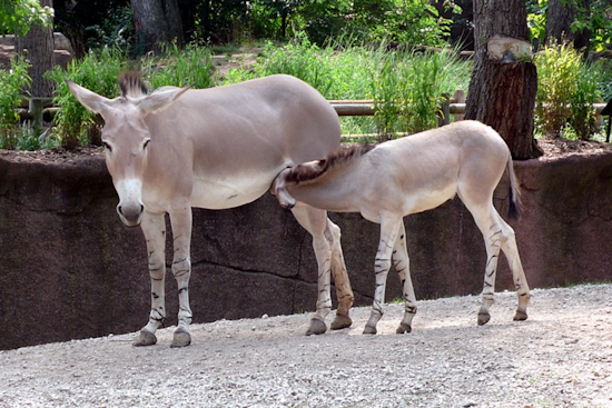Denver Zoo Celebrates Birth of Rare Somali Wild Ass Foal, Fueling Conservation Hopes