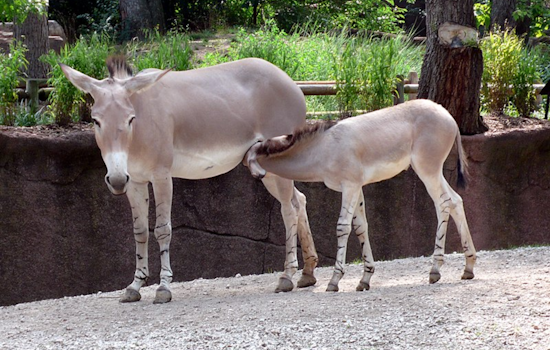 Denver Zoo Celebrates Birth of Rare Somali Wild Ass Foal, Fueling Conservation Hopes