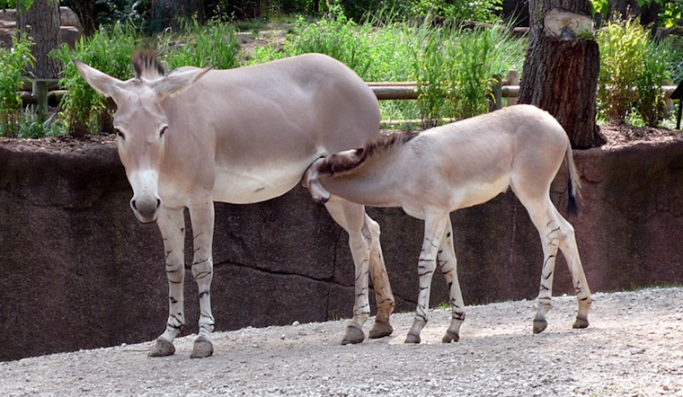 Denver Zoo Celebrates Birth of Rare Somali Wild Ass Foal, Fueling Conservation Hopes