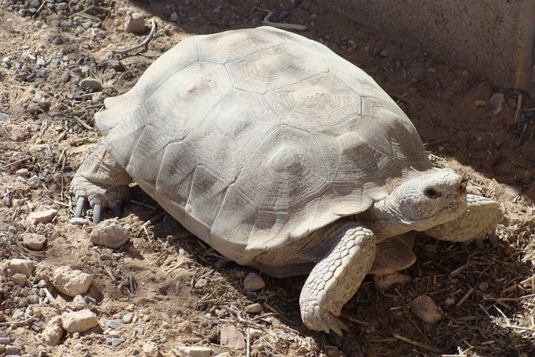 $16.8 Million Federal Grant to Fund Wildlife Crossings on U.S. Highway 93 in Nevada Aims to Protect Mojave Desert Tortoise