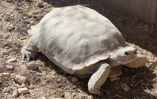 $16.8 Million Federal Grant to Fund Wildlife Crossings on U.S. Highway 93 in Nevada Aims to Protect Mojave Desert Tortoise