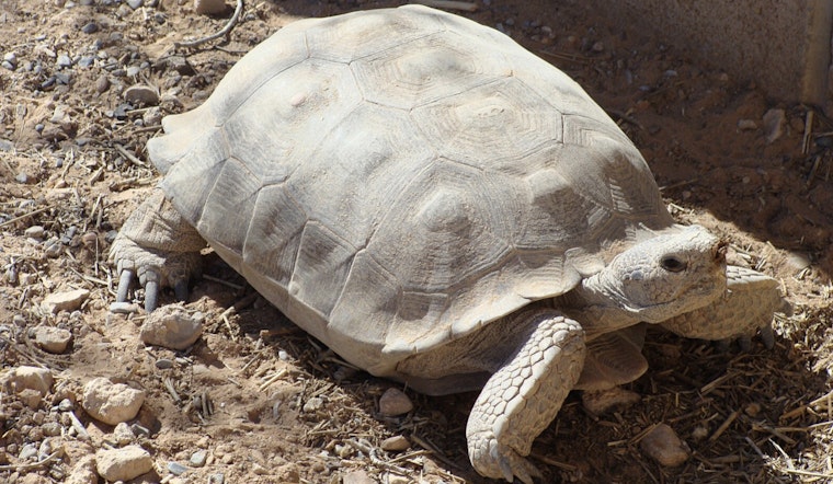 $16.8 Million Federal Grant to Fund Wildlife Crossings on U.S. Highway 93 in Nevada Aims to Protect Mojave Desert Tortoise