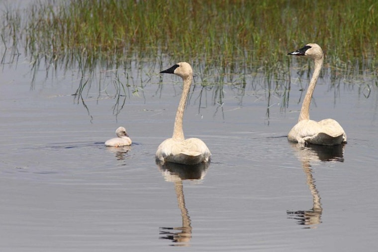 Double Your Impact: Wisconsin Department of Natural Resources Urges Tax Donors to Support Endangered Resources Fund