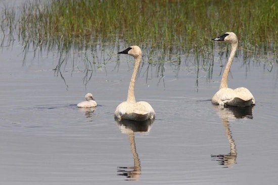 Double Your Impact: Wisconsin Department of Natural Resources Urges Tax Donors to Support Endangered Resources Fund