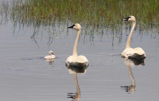 Double Your Impact: Wisconsin Department of Natural Resources Urges Tax Donors to Support Endangered Resources Fund