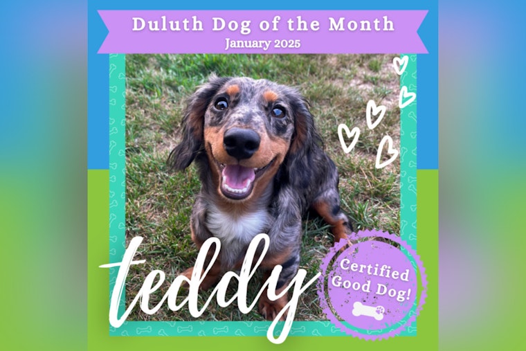 Duluth Celebrates Energetic Dachshund Teddy as January's Dog of the Month