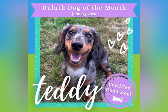 Duluth Celebrates Energetic Dachshund Teddy as January's Dog of the Month