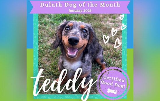 Duluth Celebrates Energetic Dachshund Teddy as January's Dog of the Month
