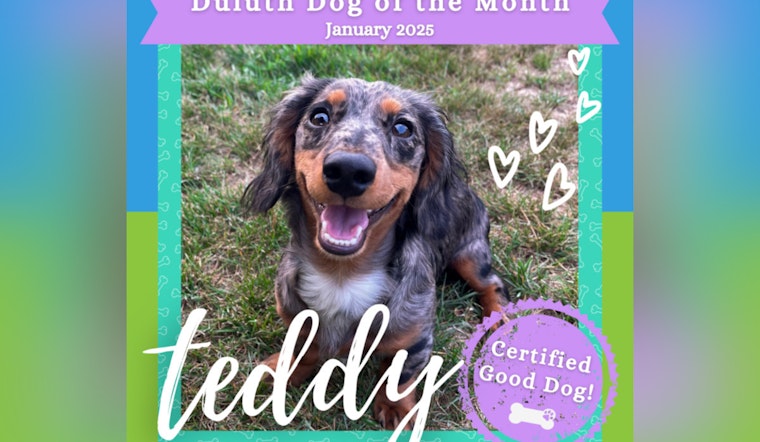Duluth Celebrates Energetic Dachshund Teddy as January's Dog of the Month