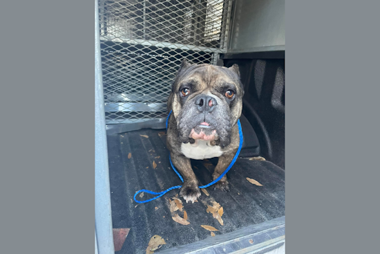 Duncanville Community Rallies to Reunite Lost Dog with Owner After Police Social Media Appeal