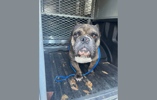 Duncanville Community Rallies to Reunite Lost Dog with Owner After Police Social Media Appeal