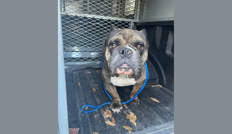 Duncanville Community Rallies to Reunite Lost Dog with Owner After Police Social Media Appeal