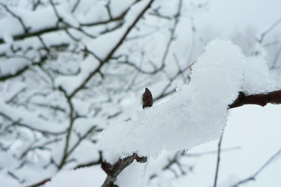 East Tennessee Braces for Snowfall and Arctic Chill; NWS Morristown Issues Weather Advisory