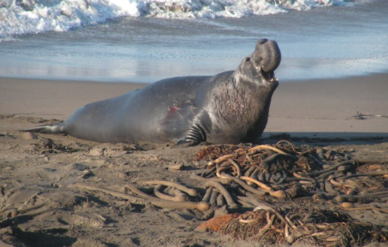Elephant Seal Birthing Season Attracts Visitors Under Strict Guidelines at Point Reyes National Seashore