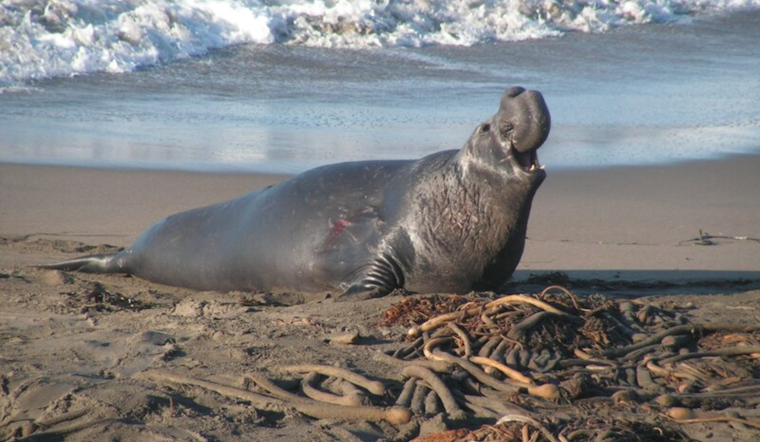 Elephant Seal Birthing Season Attracts Visitors Under Strict Guidelines at Point Reyes National Seashore