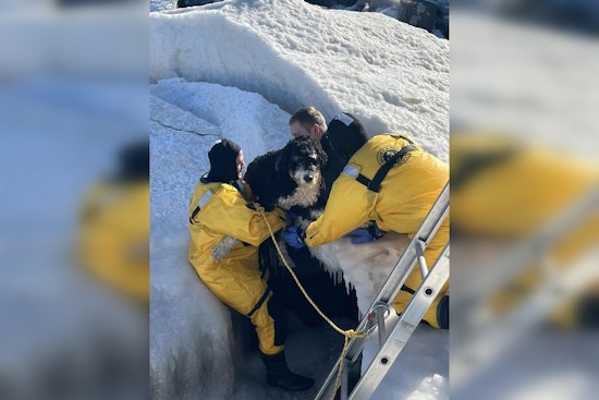Evanston Officials Close Dog Beach Amid Safety Concerns After Ice Shelf Rescues