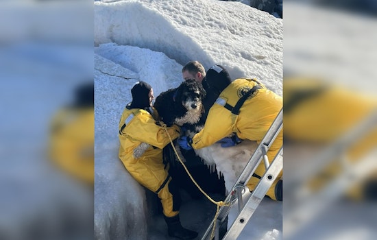 Evanston Officials Close Dog Beach Amid Safety Concerns After Ice Shelf Rescues