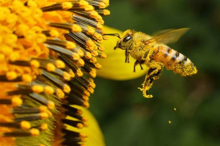 Explore the Buzz at Raleigh's Pullen Community Center with Free Beekeeping and Honey Bee Introductory Program
