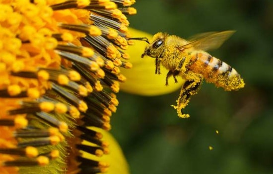 Explore the Buzz at Raleigh's Pullen Community Center with Free Beekeeping and Honey Bee Introductory Program
