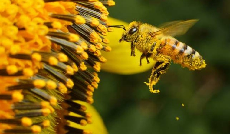 Explore the Buzz at Raleigh's Pullen Community Center with Free Beekeeping and Honey Bee Introductory Program