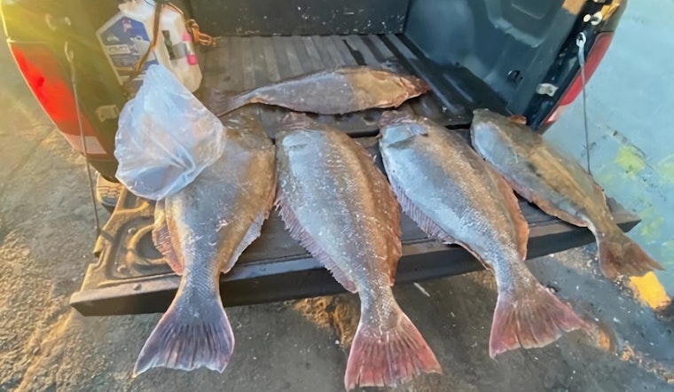 Fisherman's False Wall Hid Thousands of Pounds of Illegal Fish at Pier 45 in San Francisco, Says CDFW