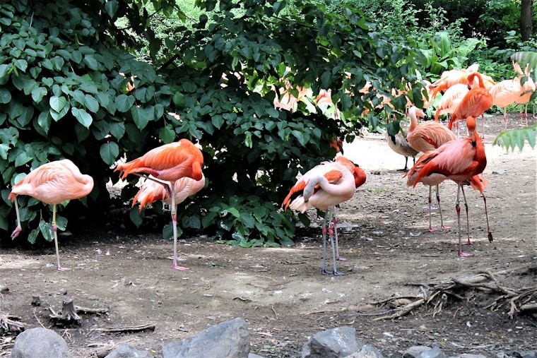 Florida Lawmakers Consider Replacing Mockingbird with Flamingo as State Bird in Upcoming Legislative Session