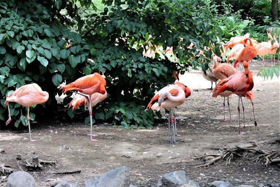 Florida Lawmakers Consider Replacing Mockingbird with Flamingo as State Bird in Upcoming Legislative Session