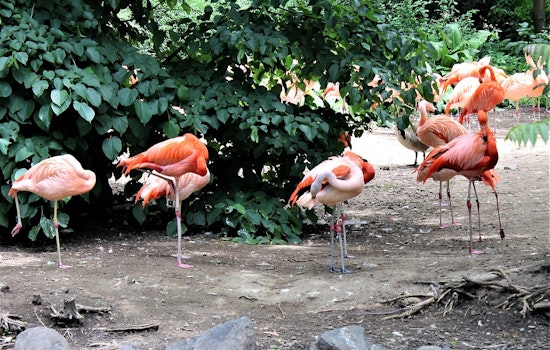 Florida Lawmakers Consider Replacing Mockingbird with Flamingo as State Bird in Upcoming Legislative Session