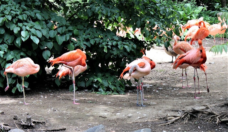 Florida Lawmakers Consider Replacing Mockingbird with Flamingo as State Bird in Upcoming Legislative Session