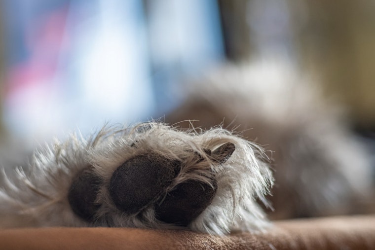 Fort Lauderdale's Abandoned Pet Rescue Seeks Forever Homes for Energetic Pets like Cece and Lucy