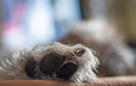 Fort Lauderdale's Abandoned Pet Rescue Seeks Forever Homes for Energetic Pets like Cece and Lucy