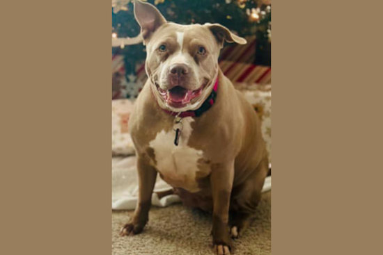 Fort Worth Police Seek Assistance in Recovering Stolen Pet "Ivy Mae", Urge Public to Provide Leads