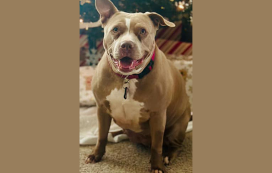 Fort Worth Police Seek Assistance in Recovering Stolen Pet "Ivy Mae", Urge Public to Provide Leads