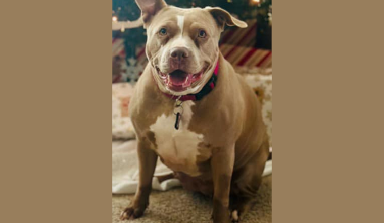 Fort Worth Police Seek Assistance in Recovering Stolen Pet "Ivy Mae", Urge Public to Provide Leads