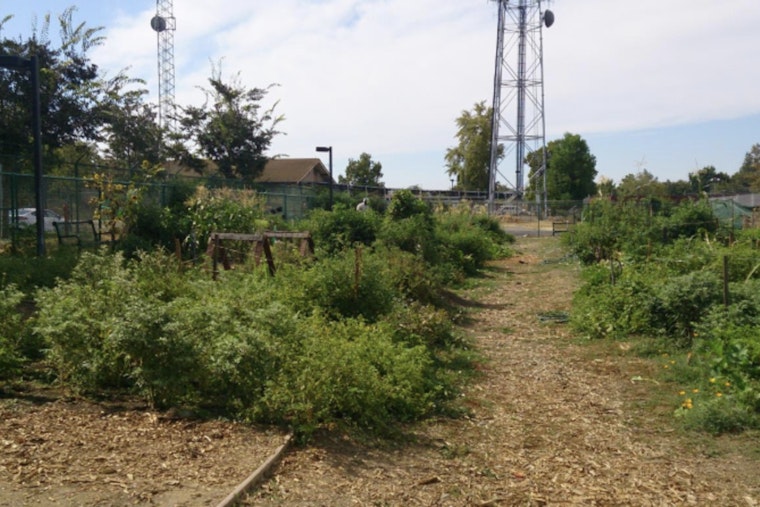 Free Fruit Tree Care Class Offered in Woodland to Promote Healthy Home Orchards