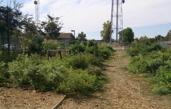 Free Fruit Tree Care Class Offered in Woodland to Promote Healthy Home Orchards