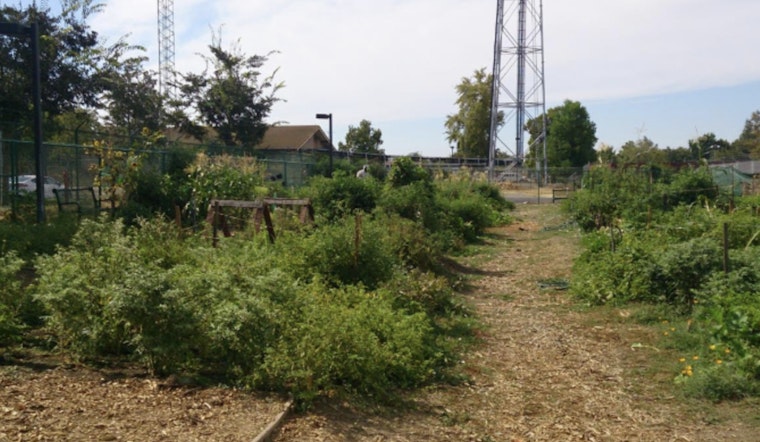 Free Fruit Tree Care Class Offered in Woodland to Promote Healthy Home Orchards