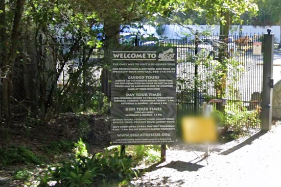 From Refuge to Residences as Big Cat Rescue Sells Majority of Hillsborough Property for $19.5M to Make Way for Townhomes