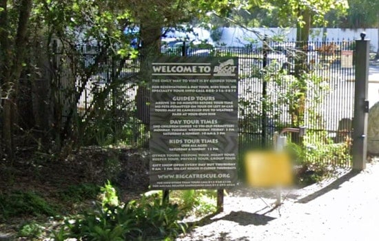 From Refuge to Residences as Big Cat Rescue Sells Majority of Hillsborough Property for $19.5M to Make Way for Townhomes