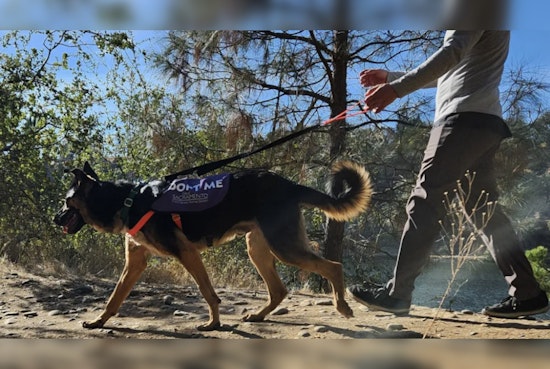 Front Street Animal Shelter in Sacramento Revives 'Doggie Day Out' Program to Boost Canine Adoption Chances