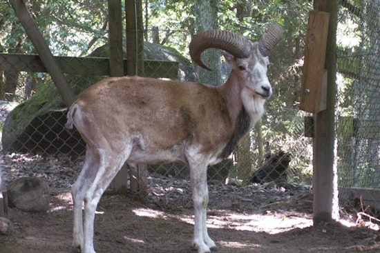 Galt Man Pleads Guilty to Conspiring to Smuggle Endangered Species Trophy into U.S.