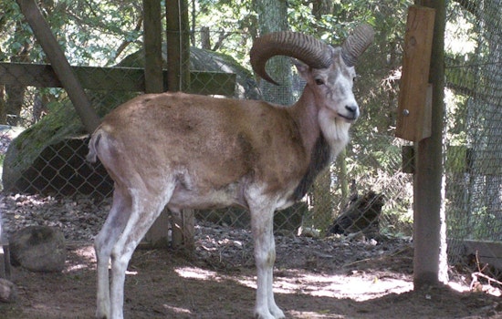 Galt Man Pleads Guilty to Conspiring to Smuggle Endangered Species Trophy into U.S.