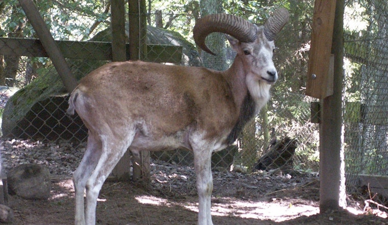 Galt Man Pleads Guilty to Conspiring to Smuggle Endangered Species Trophy into U.S.