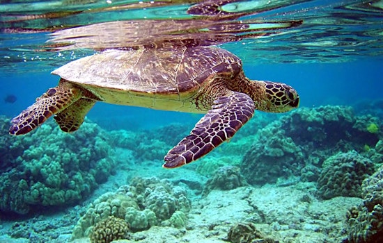 Galveston Celebrates Release of 40 Rehabilitated Sea Turtles Back into Gulf of Mexico
