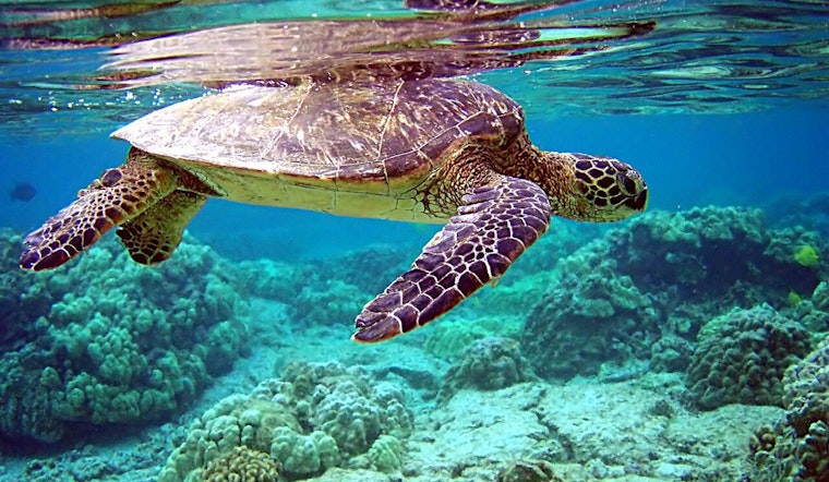Galveston Celebrates Release of 40 Rehabilitated Sea Turtles Back into Gulf of Mexico