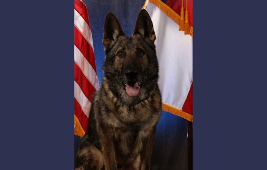 Garland Police Department Honors the Legacy of Valiant K9 Officer Diesel After His Passing