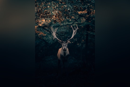 Georgia Detects First Case of Chronic Wasting Disease in Deer, Prompting Swift Action by Wildlife Officials