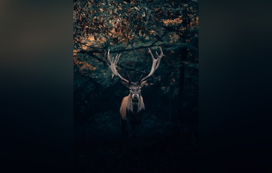 Georgia Detects First Case of Chronic Wasting Disease in Deer, Prompting Swift Action by Wildlife Officials