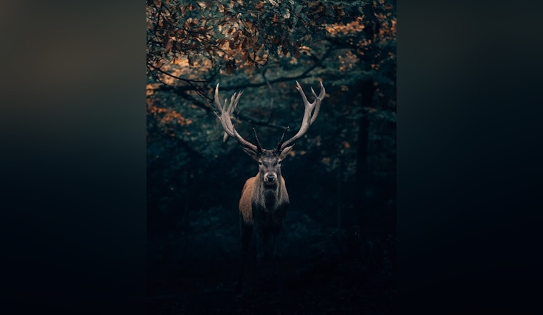 Georgia Detects First Case of Chronic Wasting Disease in Deer, Prompting Swift Action by Wildlife Officials