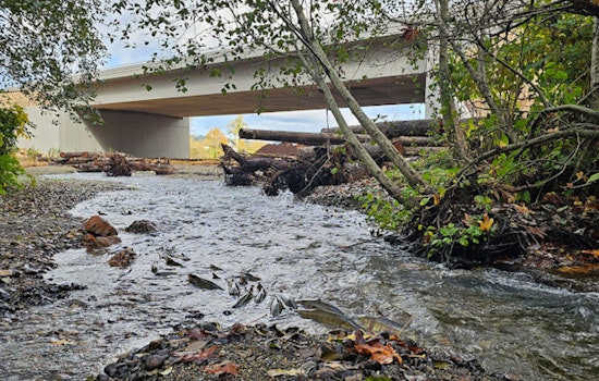 Gig Harbor Gleams with New Fish Passages: WSDOT's Infrastructure Overhaul Aids Salmon Runs
